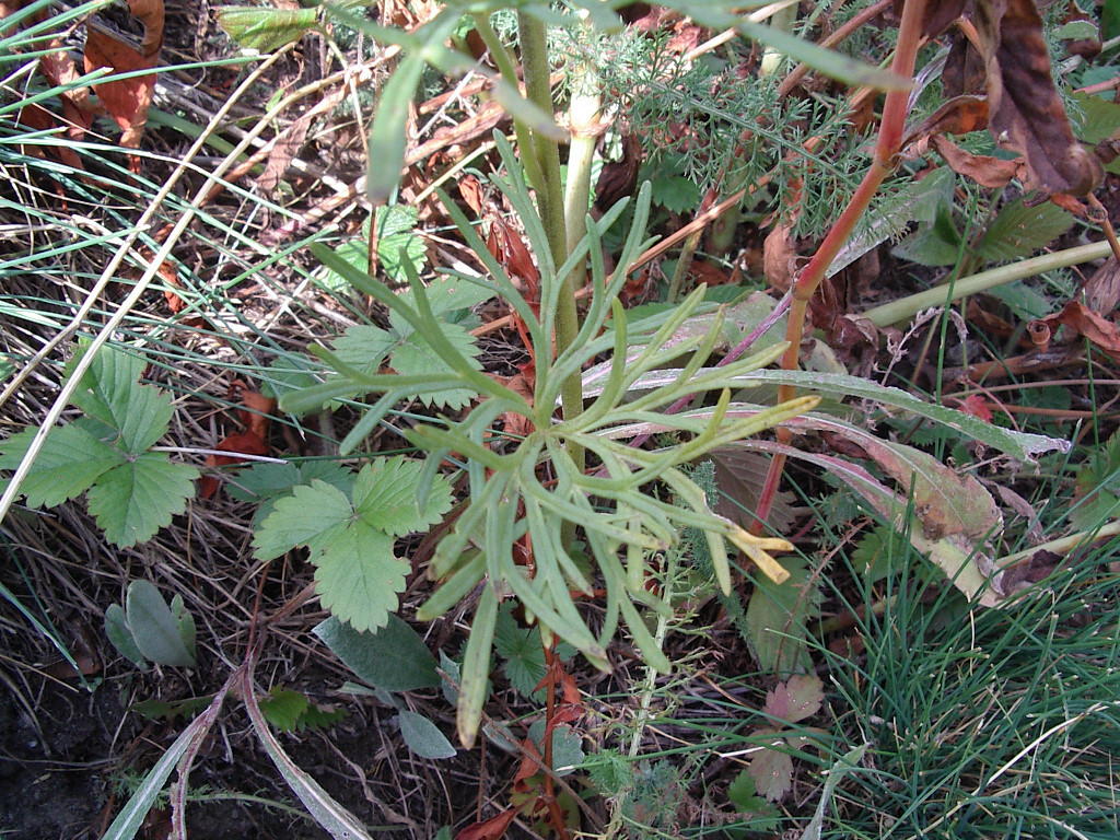 Aconitum anthora / Aconito antora